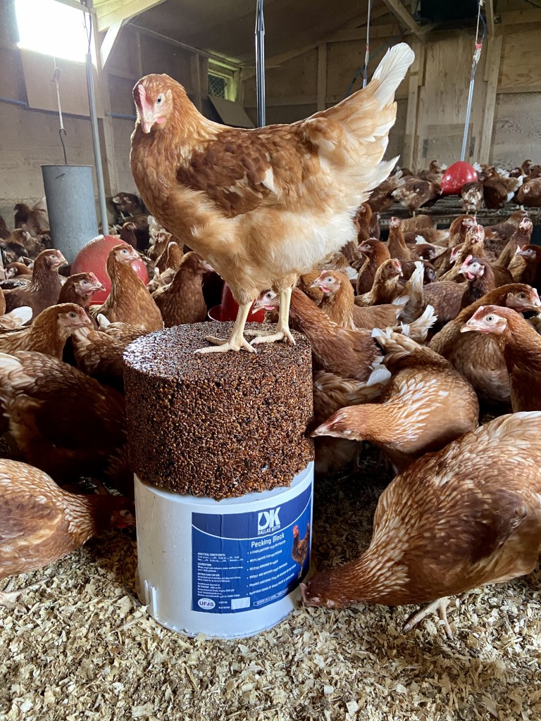 Hybrid Chicken Poultry in Oxfordshire, Garden Chickens M J Hodgkins